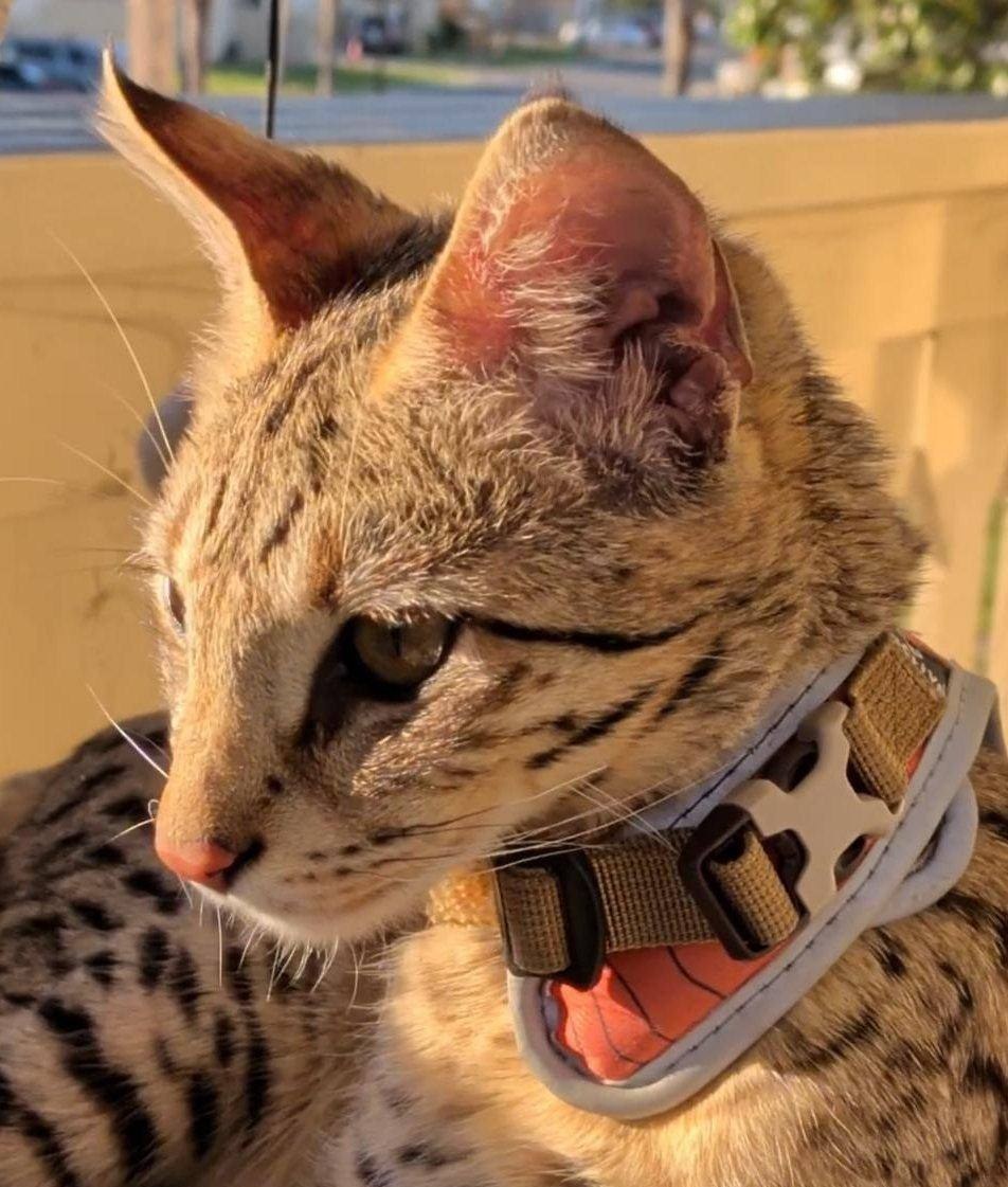 Aven in profile, large ears upright, wearing his harness