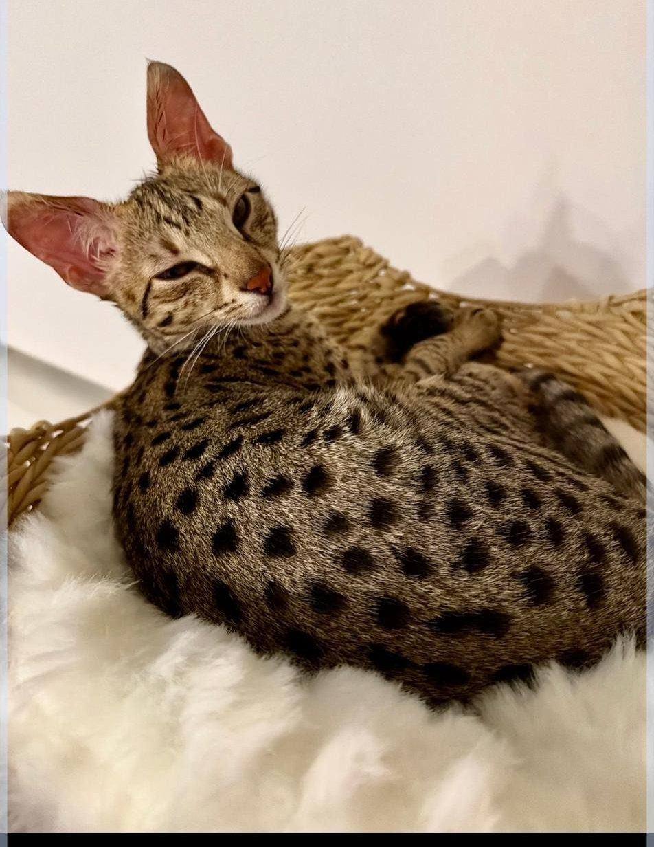 Aven curled up safe at home, showing his spotted coat